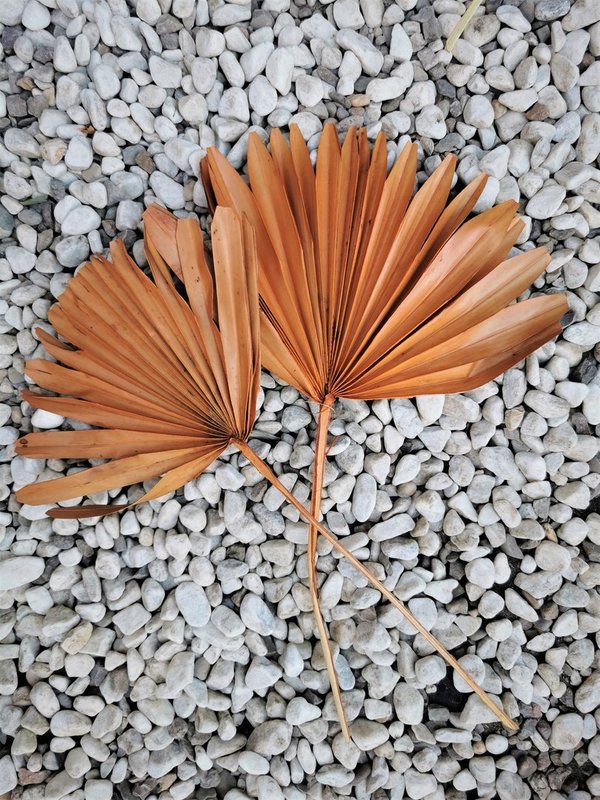 Palm Spear Blätter im 2er Set